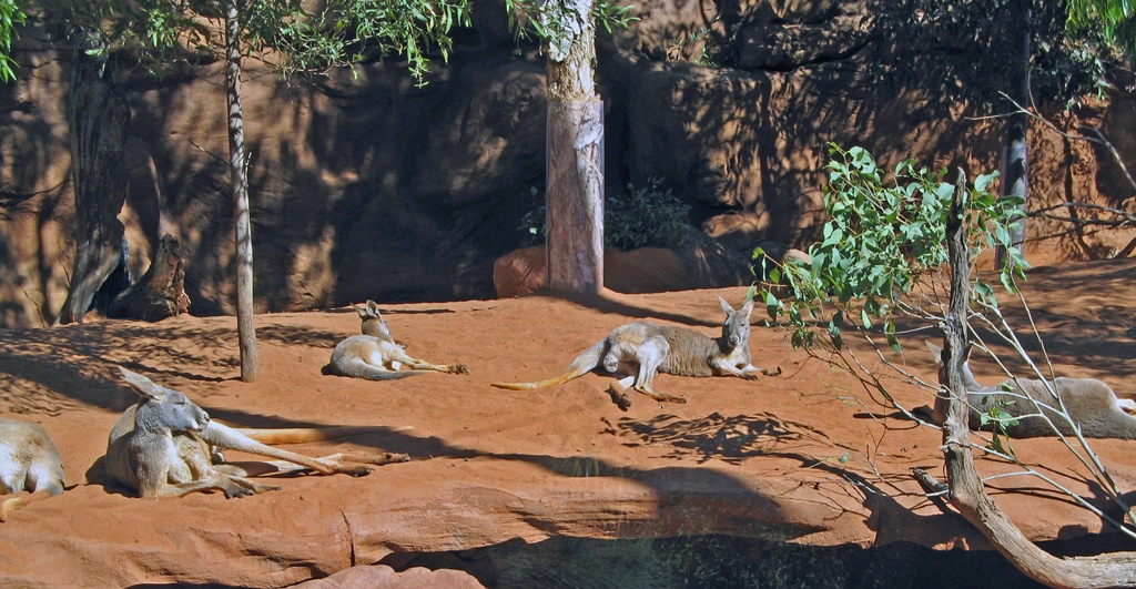 Kangaroos 'Hanging Out'